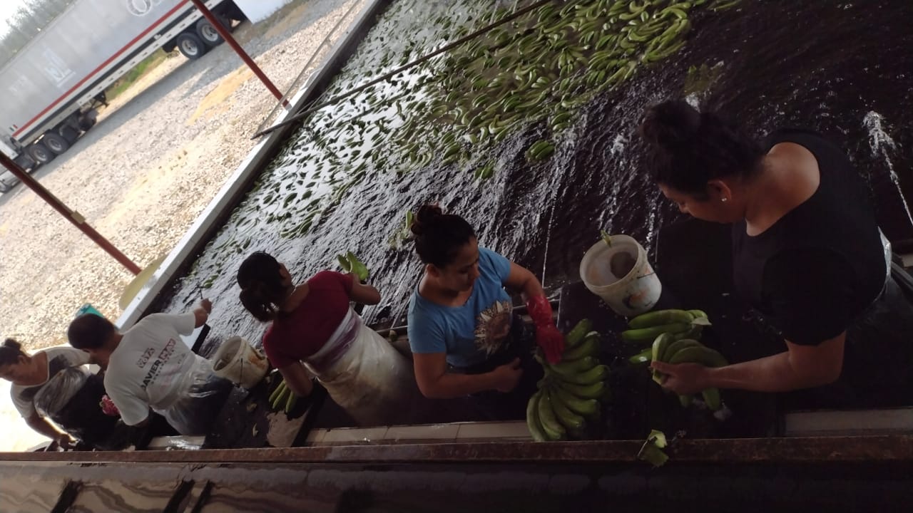 Línea de trabajo de Colocha Banana